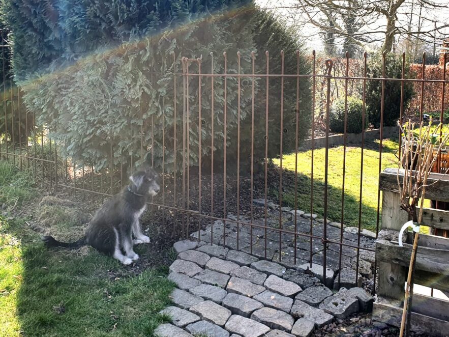 Der junge Hund sitzt vor der Tür vom rostigen Gartenzaun
