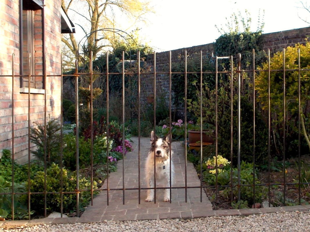 Der kleine Hund steht vor der Gartentür aus Metall