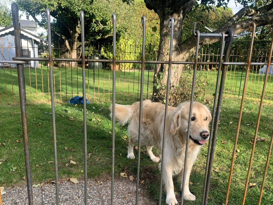 Hundezaun aus Eisen in Schweden (1)