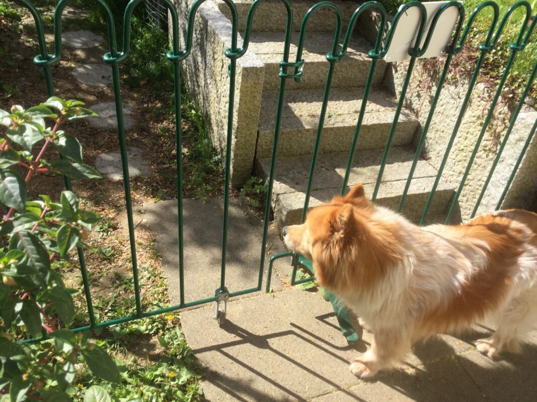 Der Garteneingang ist mit einem Gitter gesichert, sodass die Hunde nicht hinauslaufen können.