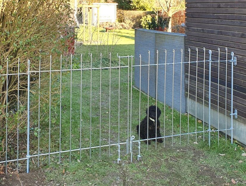 Porte à double battant de 214 cm de large anneau-115-galvanisé avec un chien.