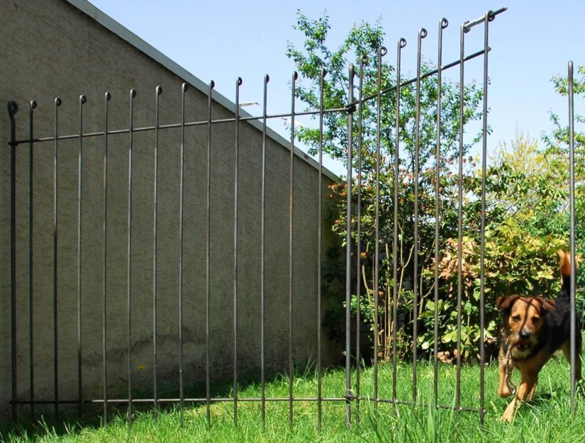 Le chien franchit la porte ouverte de la clôture métallique.