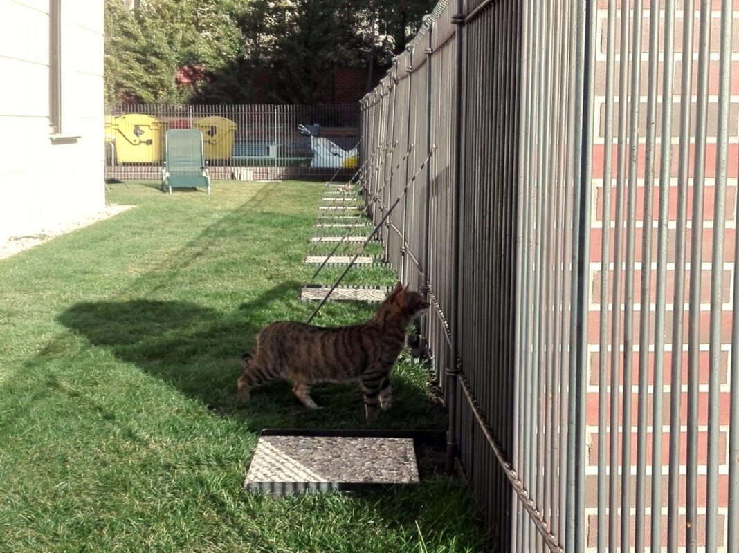 Zaun für die Katze im Garten aufgestellt