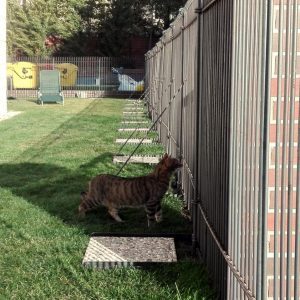 Zaun für die Katze im Garten aufgestellt