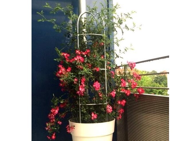 sowohl mit der Praxistauglichkeit als auch mit dem Aussehen des Topfobelisk bin ich sehr zufrieden