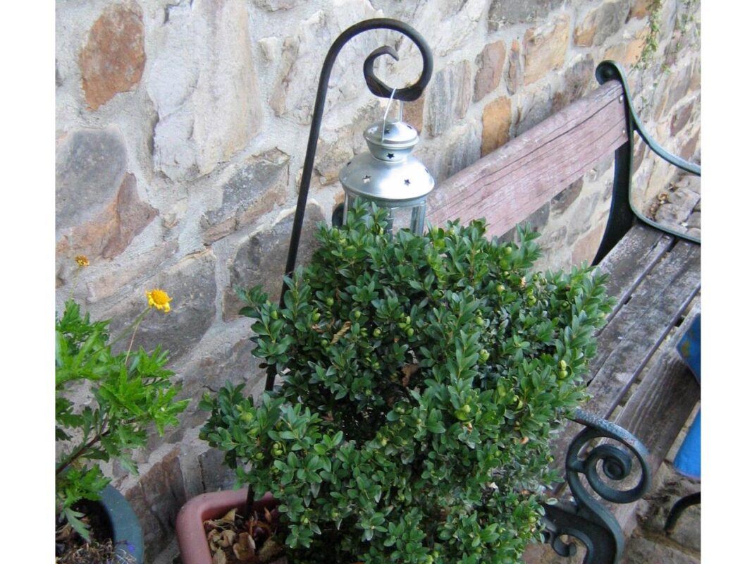 Den Pflanzstab Schnörkel in roh kann man auch als Laternenstab einsetzen.