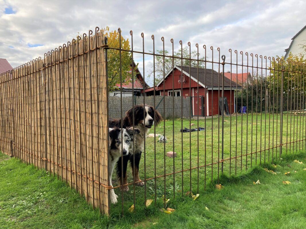 Berner Australian Shepherd mit einem Border Collie hinter dem Zaun