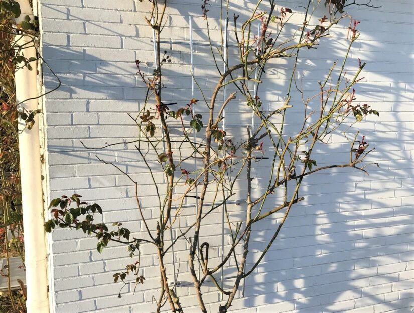 Klettergerüst aus verzinktem Metall für Rosen an der Wand geschraubt.