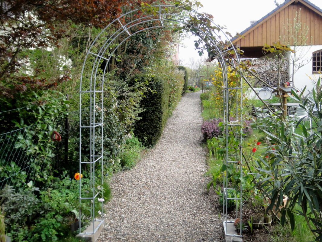 Rozenboog – stabiel💪🏻