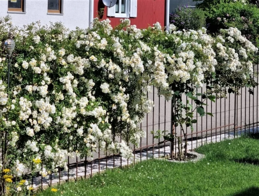 Roestig tuinhek begroeid met bloemen tussen het gazon en de weg.