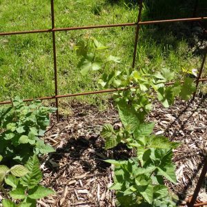 Brombeer Pflanzen und Weinreben im Beet