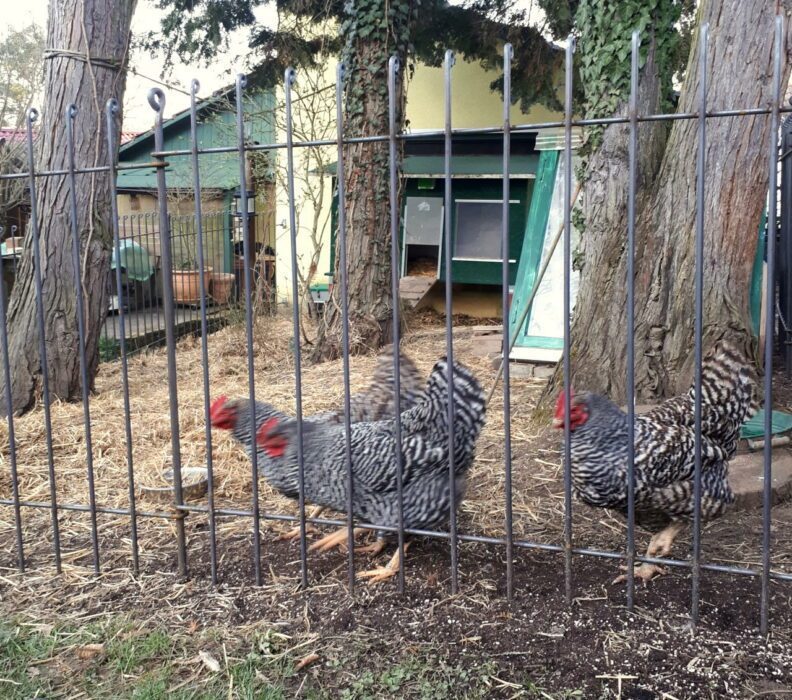 Ein stabiler Zaun für Hühner bietet ein großes Freigehege für Geflügel