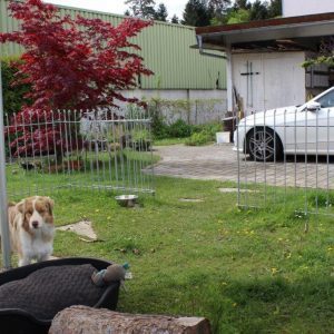 Steckzaun für einen Hund im Garten - die Tür steht auf