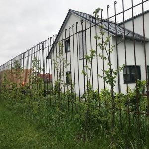 Zaun aus Metall vor einer neu gepflanzten Buchenhecke