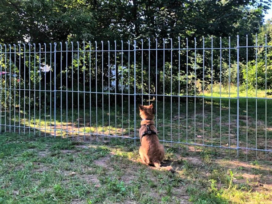Le chien ne peut pas franchir la clôture enfichable de 170 cm de haut