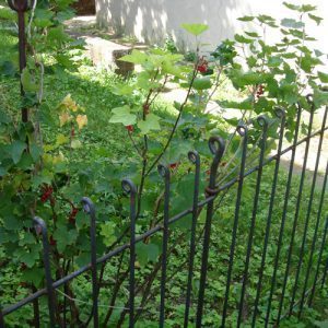 Der Johannisbeeren Strauch ist am Zaun gepflanzt