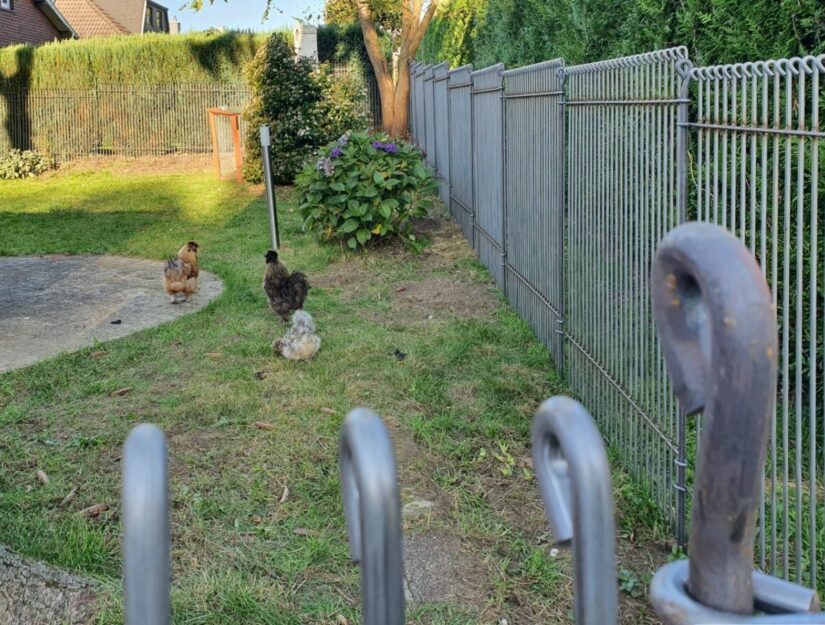 Gelast stalen hek voor kippen in de tuin.