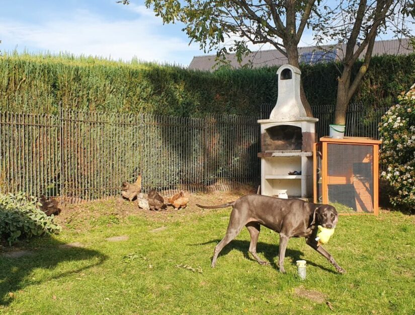 Stevige afrastering in de tuin voor honden en kippen gemaakt van gelast staal.