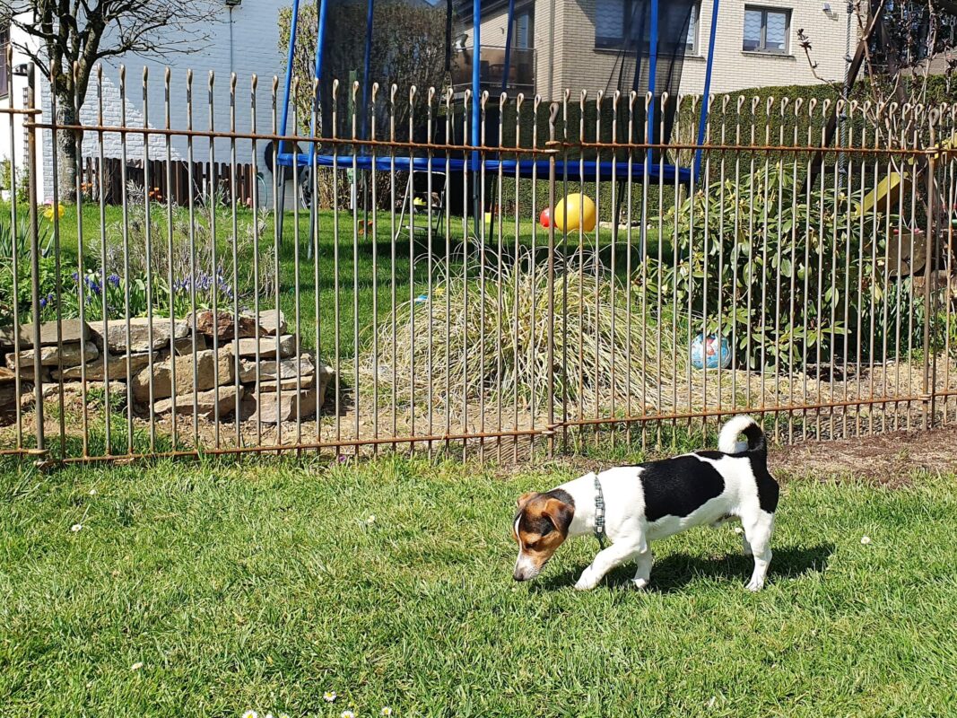 Chiot Jack Russell dans le jardin devant sa clôture à mailles serrées