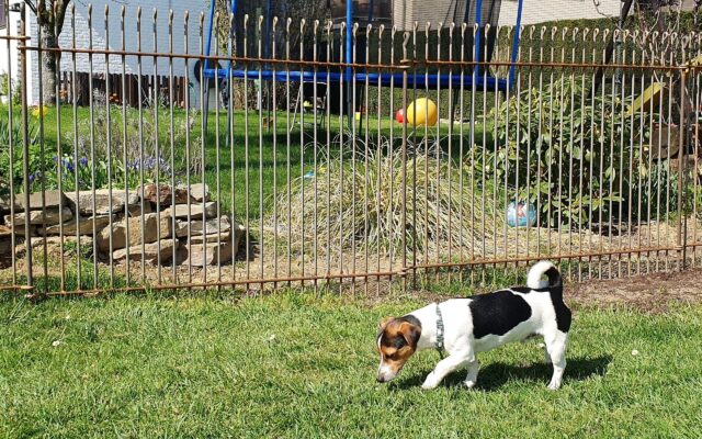 Zaun für Jack Russell Terrier Welpe