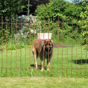 Der große Hund steht im Garten vor dem Zaun aus Metall