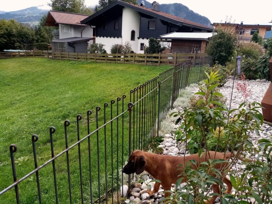 Der Hund schaut traurig durch den Hundezaun, weil er nicht mehr auf die Wiese kann.