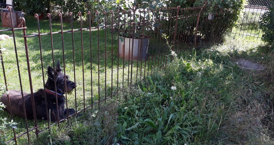 Der Schnauzer liegt hinter dem rostigen Metallzaun der im Garten gesteckt ist