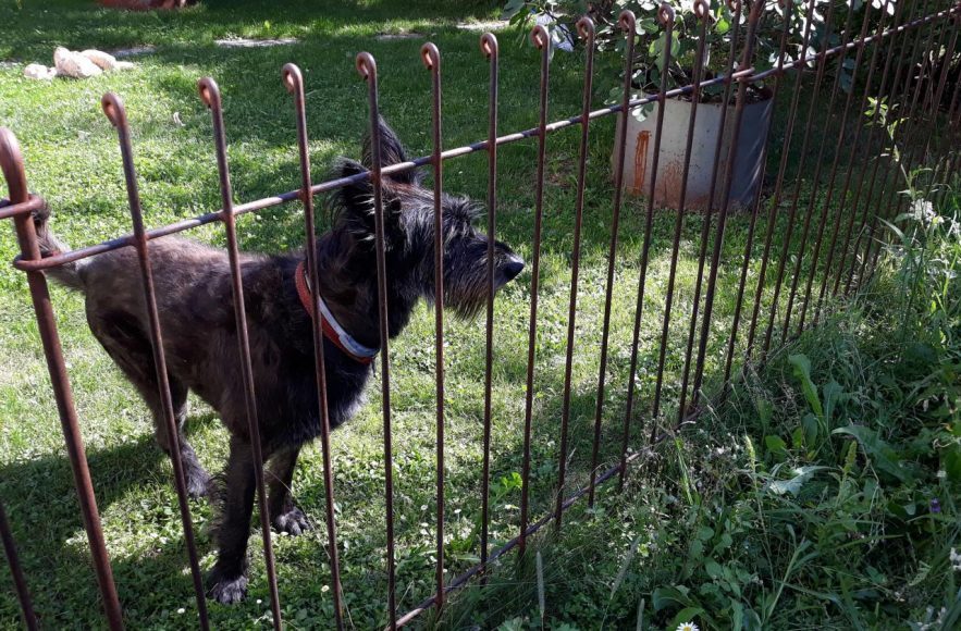 Der Schnauzer im eingezäunten Garten - der Zaun hat schon eine schöne Rost-Patina angesetzt