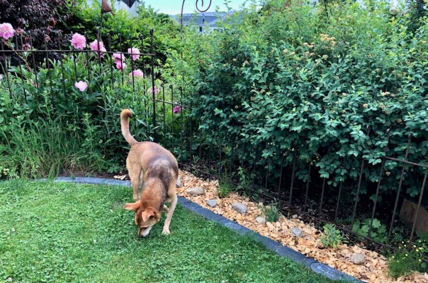 Der Hund hat einen Freilauf im eingezäunten Garten