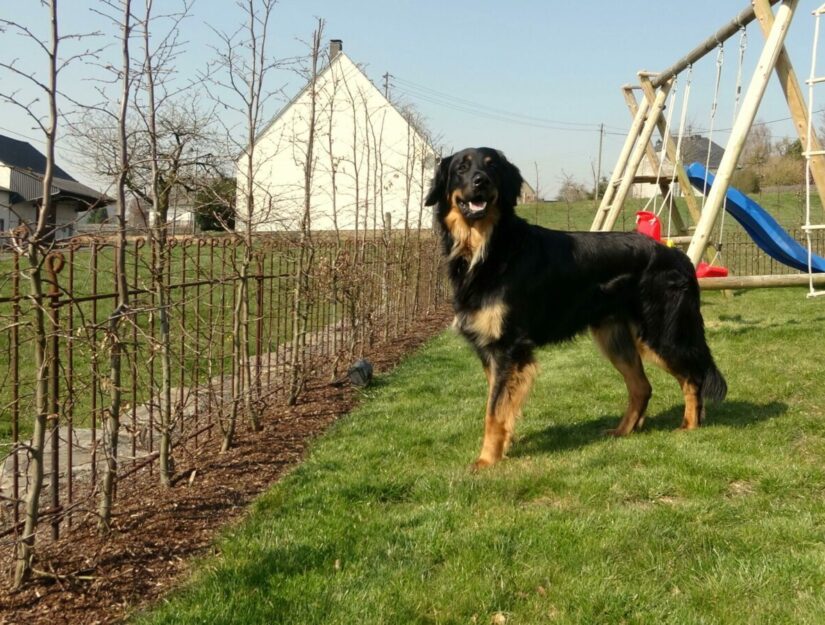 Roestig hek achter een nieuw geplante heg zodat de hond er niet uit kan.