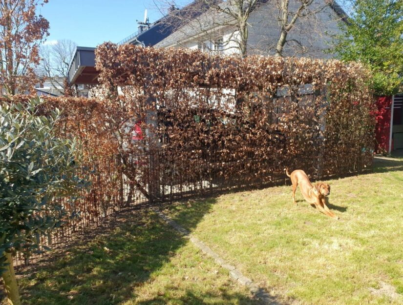 Roestige omheining geïntegreerd in de beukenhaag, zodat de hond er niet meer doorheen kan.