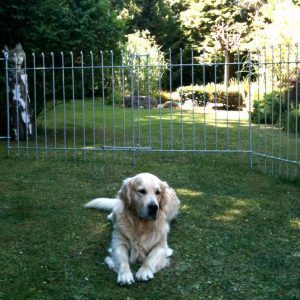 Der große Hund liegt auf dem Rasen vor dem verzinkten Zaun